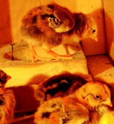 Чим годувати курчат в перші дні життя рекомендації (життя) Чим годувати курчат в перші дні життя рекомендації