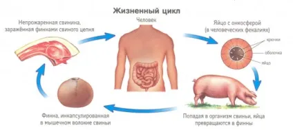 Чим стрічкові черв'яки відрізняються від круглих (відрізняються) Чим стрічкові черв'яки відрізняються від круглих