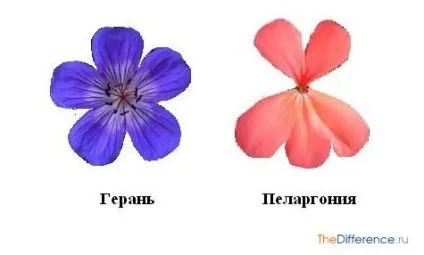 Чим відрізняється герань від пеларгонії (герань) Чим відрізняється герань від пеларгонії