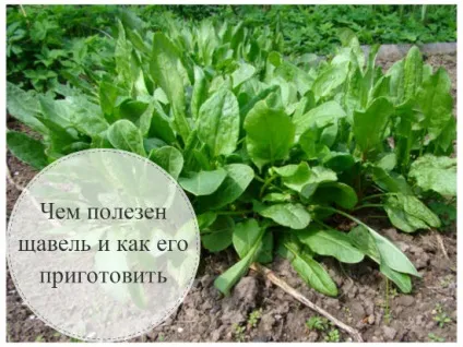 Чим корисний щавель і що з нього можна приготувати (можна) Чим корисний щавель і що з нього можна приготувати