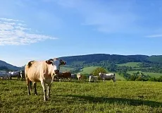 Чікі »і« фріки »Бурятії суспільство інформ поліс (« Багата Бурятія »Багата) Чікі »і« фріки »Бурятії суспільство інформ поліс