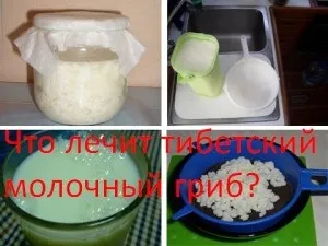 Що лікує тибетський молочний гриб, мій знахар (тибетський молочний гриб) Що лікує тибетський молочний гриб, мій знахар