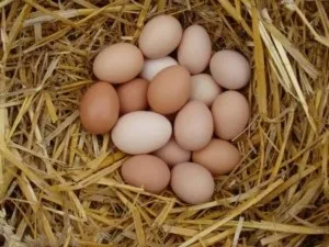 Що робити щоб кури неслися взимку (робити) Що робити щоб кури неслися взимку