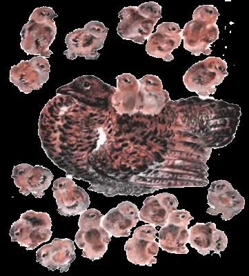 Читати Тюпа, Томка і сорока - Чарушин евгений иванович - сторінка 1 - Новомосковскть онлайн (Тюпа) Читати Тюпа, Томка і сорока - Чарушин евгений иванович - сторінка 1 - Новомосковскть онлайн