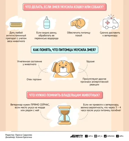Що робити, якщо змія вкусила кішку або собаку інфографіка, інфографіка, АіФ Чернігів (інфографіка) Що робити, якщо змія вкусила кішку або собаку інфографіка, інфографіка, АіФ Чернігів