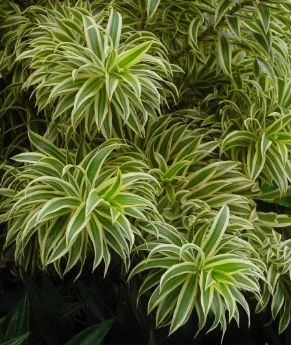 Що потрібно знати про драцені, ділимося порадами