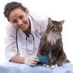 Чумка у кішок симптоми і варіанти лікування (варіанти) Чумка у кішок симптоми і варіанти лікування