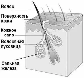 Що таке прищ чому з'являються прищі (що таке прищ) Що таке прищ чому з'являються прищі
