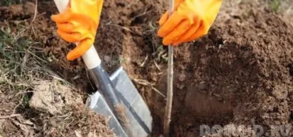 Декоративні та лікарські рослини на ділянці (середньої полосеУкаіни) Декоративні та лікарські рослини на ділянці