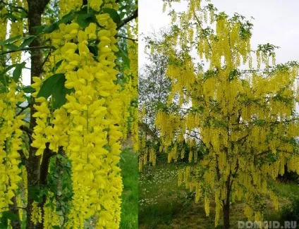 Декоративні та лікарські рослини на ділянці (рослини) Декоративні та лікарські рослини на ділянці