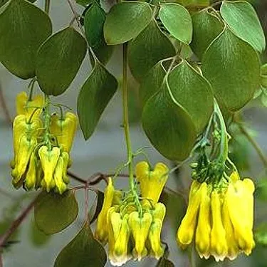 Дицентра посадка і догляд, вирощування з насіння, види і сорти на фото (дицентра фото) Дицентра посадка і догляд, вирощування з насіння, види і сорти на фото