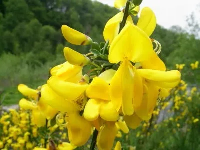 Дицентра посадка і догляд пересадка розмноження підготовка до зими (дицентра) Дицентра посадка і догляд пересадка розмноження підготовка до зими