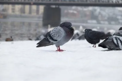 Дикі голуби види, опис, характеристика (вяхирь витютень dove) Дикі голуби види, опис, характеристика