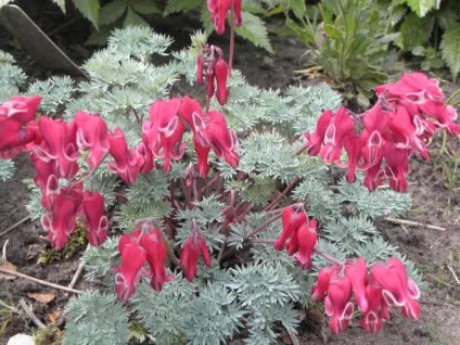 Дицентра посадка і догляд, вирощування з насіння, види і сорти на фото (дицентра посадка і догляд фото) Дицентра посадка і догляд, вирощування з насіння, види і сорти на фото