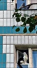 Фото - кішка на дереві