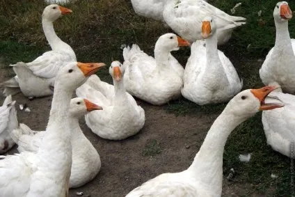 Формування гусячого стада