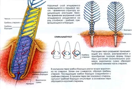 Еволюційне походження пір'я (еволюційний) Еволюційне походження пір'я