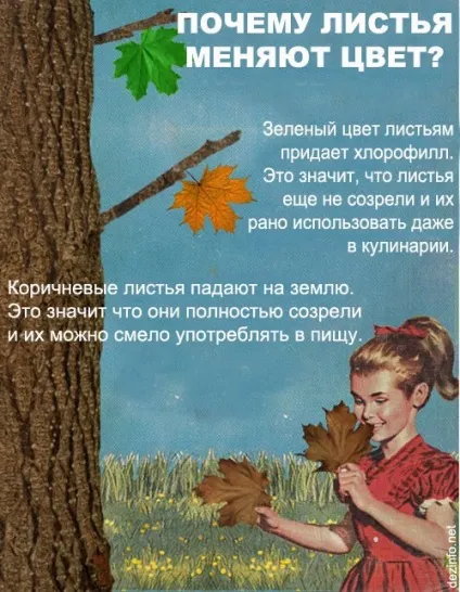 Це ніколи не покажуть по анімал планет вражаючі факти про тварин
