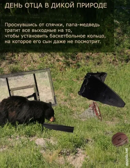 Це ніколи не покажуть по анімал планет вражаючі факти про тварин
