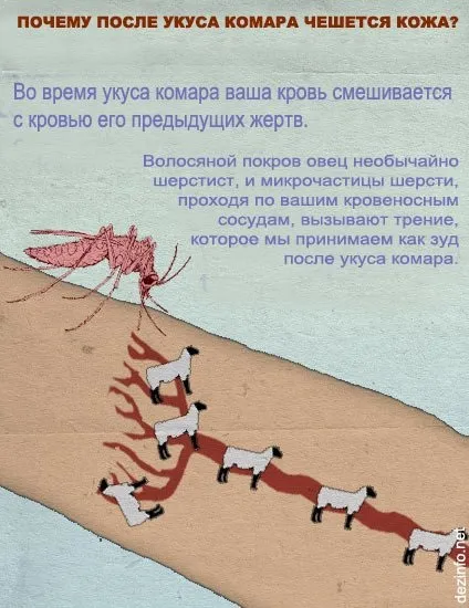 Це ніколи не покажуть по анімал планет вражаючі факти про тварин