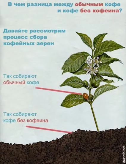 Це ніколи не покажуть по анімал планет вражаючі факти про тварин