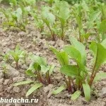 Де краще садити горох, поруч з якими культурами, дача (садити) Де краще садити горох, поруч з якими культурами, дача