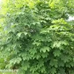 Де краще садити горох, поруч з якими культурами, дача (садити) Де краще садити горох, поруч з якими культурами, дача