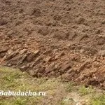 Де краще садити горох, поруч з якими культурами, дача (горох) Де краще садити горох, поруч з якими культурами, дача