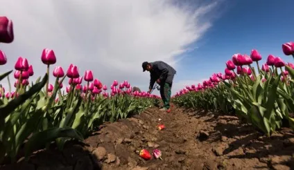 Голландські тюльпани фото, сорти, вирощування, посадка і догляд