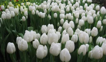 Голландські тюльпани фото, сорти, вирощування, посадка і догляд