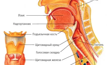 Функції і будова гортані людини