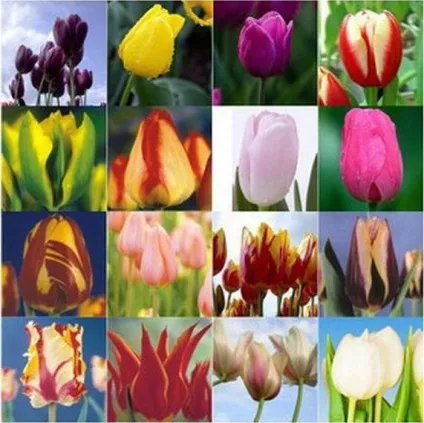 Голландські тюльпани фото, сорти, вирощування, посадка і догляд