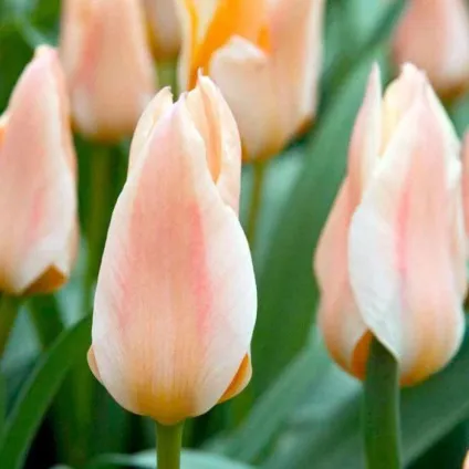 Голландські тюльпани фото, сорти, вирощування, посадка і догляд
