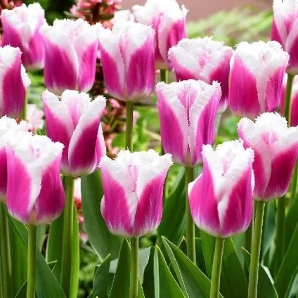 Голландські тюльпани фото, сорти, вирощування, посадка і догляд