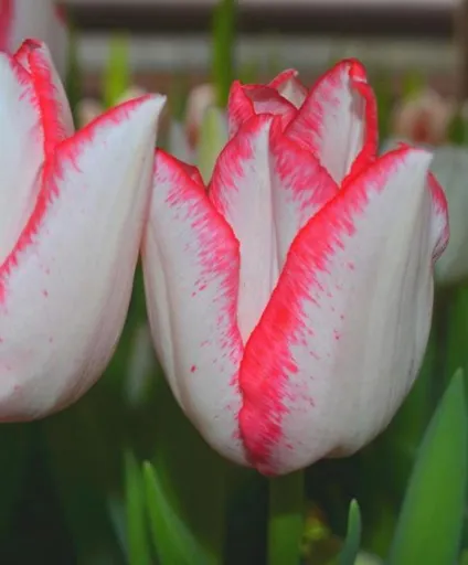 Голландські тюльпани фото, сорти, вирощування, посадка і догляд