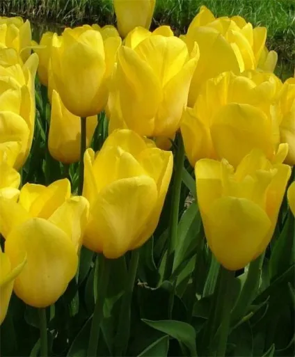 Голландські тюльпани фото, сорти, вирощування, посадка і догляд