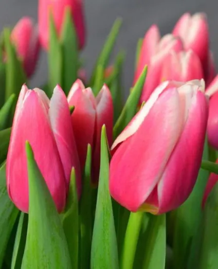 Голландські тюльпани фото, сорти, вирощування, посадка і догляд