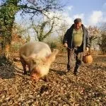 Гриби трюфелі (40 фото) опис, смак, де ростуть вУкаіни, Україна, де шукати, як приготувати, (фото) Гриби трюфелі (40 фото) опис, смак, де ростуть вУкаіни, Україна, де шукати, як приготувати,