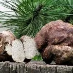 Гриби трюфелі (40 фото) опис, смак, де ростуть вУкаіни, Україна, де шукати, як приготувати, (фото) Гриби трюфелі (40 фото) опис, смак, де ростуть вУкаіни, Україна, де шукати, як приготувати,
