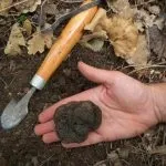 Гриби трюфелі (40 фото) опис, смак, де ростуть вУкаіни, Україна, де шукати, як приготувати, (гриби) Гриби трюфелі (40 фото) опис, смак, де ростуть вУкаіни, Україна, де шукати, як приготувати,
