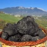 Гриби трюфелі (40 фото) опис, смак, де ростуть вУкаіни, Україна, де шукати, як приготувати, (фото) Гриби трюфелі (40 фото) опис, смак, де ростуть вУкаіни, Україна, де шукати, як приготувати,