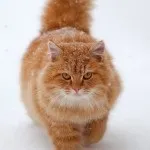 І ще 10 фактів про кішок! Кототека - найцікавіше про світ кішок (світі) І ще 10 фактів про кішок! Кототека - найцікавіше про світ кішок