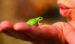 Цікаві факти про жаб, квіти життя (жабах) Цікаві факти про жаб, квіти життя