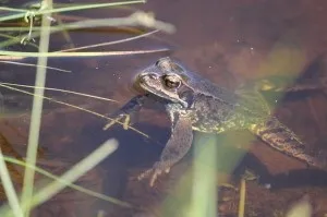 Цікаві факти про жаб, квіти життя (жабах) Цікаві факти про жаб, квіти життя