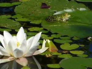 Цікаві факти про жаб, квіти життя (жабах) Цікаві факти про жаб, квіти життя