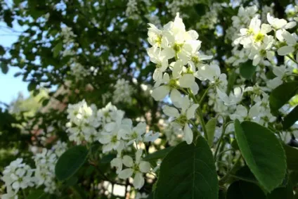 Ірга посадка і догляд, види і сорти, фото (посадка) Ірга посадка і догляд, види і сорти, фото