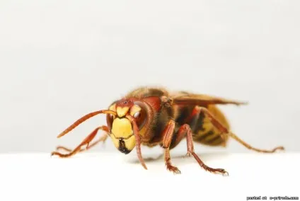 Цікаві факти про шершнів - 20 фото - картинки - фото світ природи (цікаві факти про шершнів - 20 фото) Цікаві факти про шершнів - 20 фото - картинки - фото світ природи