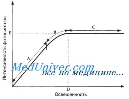 Графіки інтенсивності фотосинтезу (фотосинтезу) Графіки інтенсивності фотосинтезу