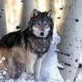 Як дізнатися про своє тотемна тварина на ім'я і дату народження (свою) Як дізнатися про своє тотемна тварина на ім'я і дату народження