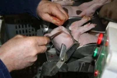 Як доглядати за свинями 2 місяці утримання в домашніх умовах і загони (загони) Як доглядати за свинями 2 місяці утримання в домашніх умовах і загони